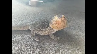 Feeding Javier.