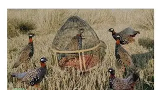 Kali Madi Ki Awaz | Kaly Teetar Ki Awaaz | Teetar Ki Boli | Kala Teetar Ki Awaz | Black Teetar