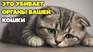 Vets beg: This one mistake is silently destroying your cat's organs every day.