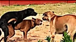 Street Dog Asia Breeding - Pets Play With Friend - Street Dog Asia Dog mating