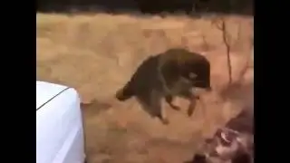 Енот атакует))