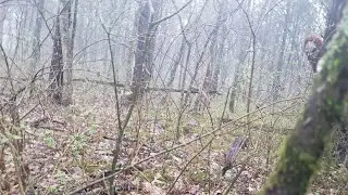 Finding Sasquatch Initiative Part 3