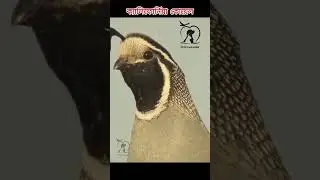 California quail  #quail #quailbirds  #quailfarming #birds #birdslovers -Pets Paradise