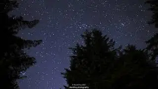 Timelapse - Starlapse through Pine Trees