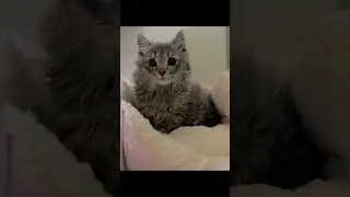 Kitten rescued from the trash gets her own food for the first time