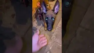 Je trouve un chiot abandonné 😤 #chien #chiots #malinois #shortvideo #dog