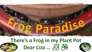 Frog Paradise - Frog in my Plant Pot Dear Liza