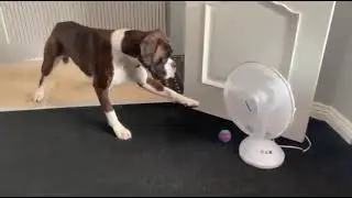 Dog scared of spinning ventilator