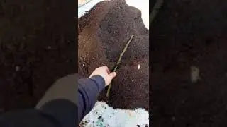 Размножение ежевики. Супер способ. Часть 1