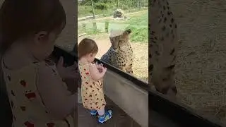 This cheetah loves to play with cute girl ♥️ #shorts