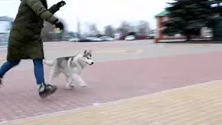 Ок Флок Алмаз, 4.5 месяца, продаётся!