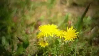 TCO