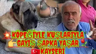 turkish tumbler pigeon game bird ? GAYIŞ HATKA YAŞAR ??