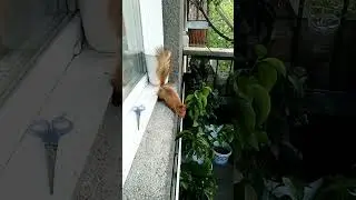Шоколадка ест, Малышка копается в горшке