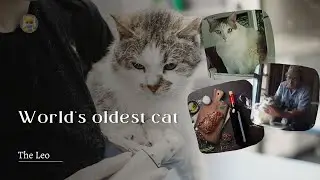 38 years old Great grandmother | Crème Puff - who holds the Guinness World Record
