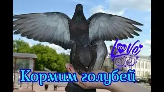 Кормим голубей (дети гладят голубя).