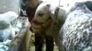 Video-0004.mp4