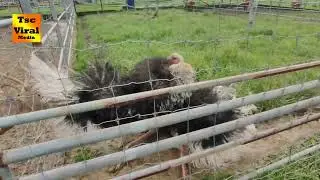 Whats the matter with this Ostrich? Dancing or Scratching?
