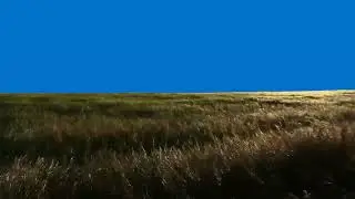 Grass/green screen.