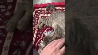 kucing marah-marah di mesjid