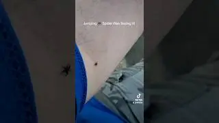 #jumping #spider wanted say #hi #incect #bug #arachnid #foryou #viral #fyp #fy #animals #cat #8legs