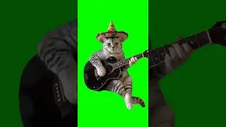 Cat playing guitar Green screen