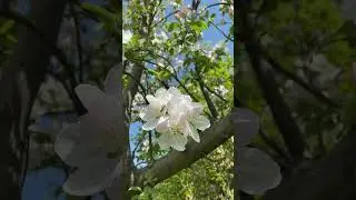 #video