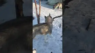 Пришел .увидел .победил