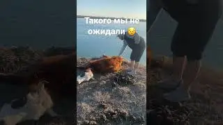 Искали рыбу нашли корову 😰
