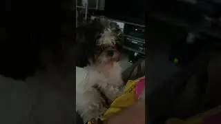 Dog wants to get her toy