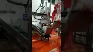 Offal Removing Station / İşkembe çıkarma istasyonu.