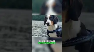 The Drever Dog - Hunting Expert and Loyal Friend