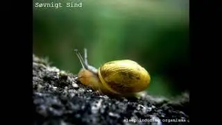 Sövnigt Sind - Sleep Inducing Organisms (2007)