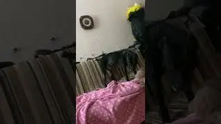Энерджайзер 