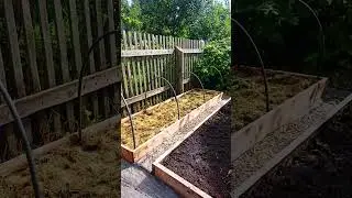 Красота! #дача #сад #садоводство #лето #огород #помидоры #garden