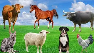 Farm Animal Moments - Pig, Horse, Sheep, Cow, Cat, Chicken - Animal Sounds