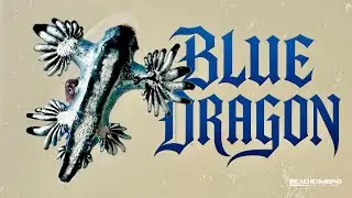 Beachcombing - Blue Dragon