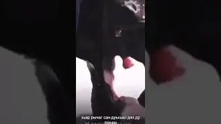 дуьхьал яьллакх ху дийр ду😂