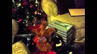 Puppy  can't wait for Christmas.