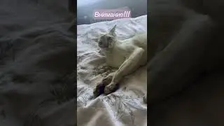 Толя к￼арате пацан