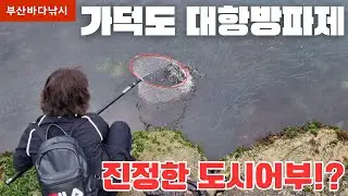 [Busan Sea] I came fishing and caught an amazing scene~!! Video of catching anchovies(?), herring...