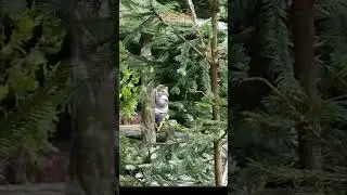 ♥️Azərbaycan ,oguz, xal-xal şəlaləsi 18.08.23♥️