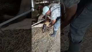 Роды у коровы. Отёл у КРС. Рождение теленка. Крупный рогатый скот. Родовспоможение. Ветеринария.