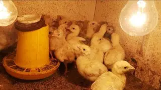 Таз для кормления птицы, индюшата на продажу