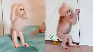 Why does Baby monkey Lulu always have to wear diapers?