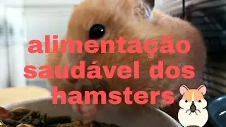 alimentação dos hamsters (oque pode e não pode)