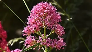Rote Spornblume - des Baldrians Nichte