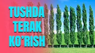 Tushda terak ko'rish | Тушда терак куриш