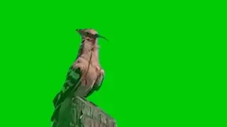 burung hut hut green screen free download