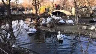 Pelikane im Zoo